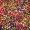 Common Flowering Quince #5 - Image 2